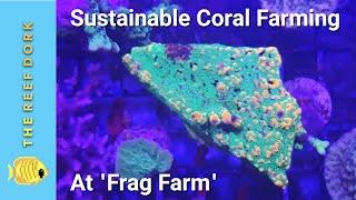 Frag Farm | 12,000+ SPS Corals at This Aquaculture Facility!