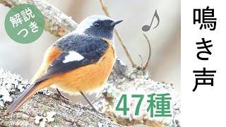 (SUB) Singing Birds - 47 species in Japan - Species names are shown in the subtitles / video for cat