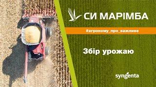 СИ Марімба ФАО 240: збір врожаю