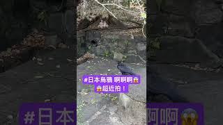 #日本國鳥烏鴉 啊啊啊超近拍