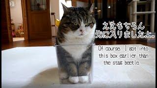 もちろん、先に入っていたねこ。-Of course, Maru got into the box earlier.-