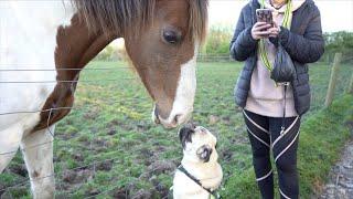 Pablo's Found a New Friend!