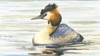 How to Paint a Great Crested Grebe in Watercolours