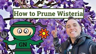 How to prune a wisteria: Ultimate beginner winter & summer wisteria pruning guide