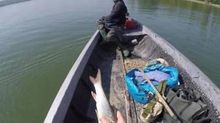 Бракониерството по река Дунав/ Fish poaching on the Danube River