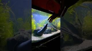 How do You Feed the World's Largest Fire Eel?