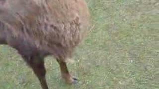 Feeding the Deer at Nara