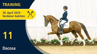 Verden Auction Online - Training - April, 20 - No. 11 Dacosa by Da Costa - Dancier