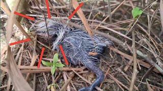 a baby bird surrounded by nearly dead ants that had fallen from the nest