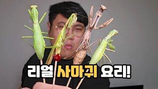 드디어 먹어봅니다!! 제철 사마귀 잡아서 요리해먹기!! ㅋㅋㅋㅋ (feat. 왕사마귀, 넓적배사마귀)