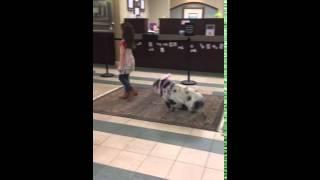 Kiss the Pig - PriorityOne Bank