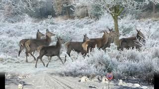 Hansi Hinterseer-Glockenklang aus der Ferne #winterland  #Weihnachtszeit 3/20 YT-83-