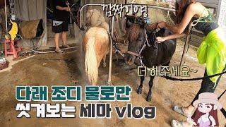 Korean equestrian Lillian vlog) Let's cool down Darae & Jodie, the companion horses with Lilian~