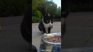 Remote-controlled feeding  Feeding Stray Cats ️|| #cat #straycat #shorts