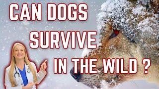 5 Reasons Your Dog Won't Survive in the Wild?!? | Veterinarian Explains