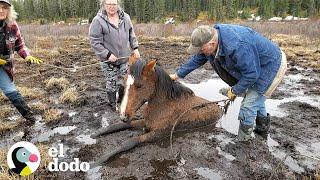 Yegua salvaje pide ayuda a unos extraños | El Dodo