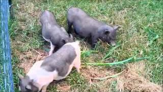 The Three Happy Little Pigs