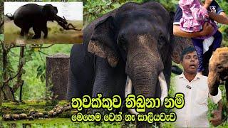 ගිනි අවිය නැති නිසා/තුවක්කුව තිබුණා නම්/Eliphant Attack/Saliyawawa/Srilanka Rowan Production Gossip