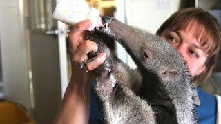 Adorable Baby Anteater - SANTA BARBARA ZOO