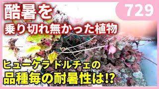 暑さで弱った植物達とヒューケラ ｂｙ園芸チャンネル 729 園芸 ガーデニング 初心者