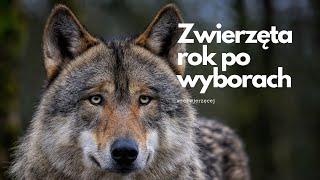 Czy rok po wyborach zwierzęta w Polsce mają się lepiej? Debata z cyklu #zezwierzecej.