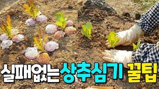 How to plant lettuce