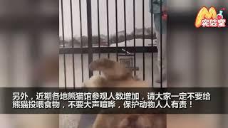 一方水土养一方熊猫！饲养员用陕西话喊“七仔回家” 它立刻起身