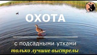 Охота на утку с подсадными. Только лучшие налёты и выстрелы