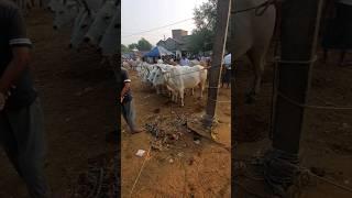 pandua guiru Hat  #pandua #kolkata #shortsvideo #viral #2024