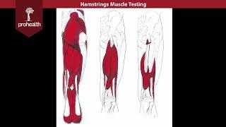 Hamstrings Muscle Test Palp Dr VIzniak Muscle Test