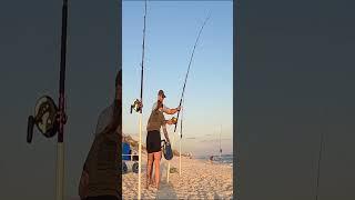 Catching Shark on Beach Draws a Crowd! #Florida #floridalife #shark #floridawildlife #saltwater