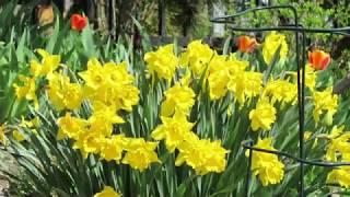 How to Divide and Replant Daffodils