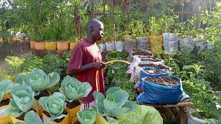 Easy and Simple Way To Grow Lots Of Vegetables In A Small Space ( Urban farming)