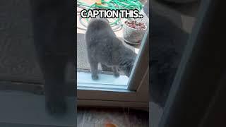 Caption This Cat Video! #cat #kitty #gatos Michi travieso