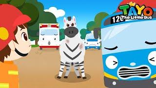 The Zebra Escaped | Tayo Animal Rescue Team | Rescue Team Episodes | Tayo the Little Bus