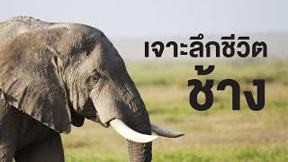 สารคดีสำรวจโลก ตอน  เจาะลึกชีวิตช้าง