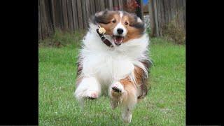 BEST Shetland Sheepdog  Funny Videos (Of All Time)