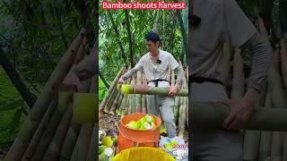 One-knife bamboo shoot cutting technique: quick harvest, crisp and delicious。   竹筍一刀切割技巧：快速收穫，脆嫩鮮美