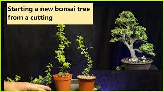 How to start a new bonsai tree from a cutting/ adding movement with wire/portulacaria afra