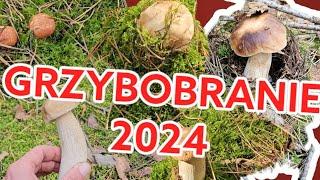 Piękne, małe borowiki. Wysyp borowików we wrześniu 2024 r. #borowiki #grzybobranie2024 #prawdziwki