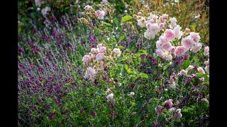 Companion Planting - Top Tips from Sarah Raven