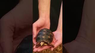 Red-Footed Tortoise Enclosure #shorts