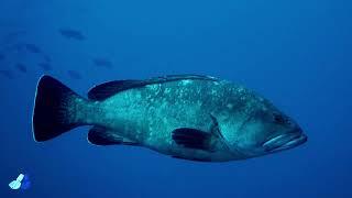 Capo Milazzo, Ustica, Plemmirio...alcune aree marine protette della Sicilia