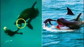 The Tragic Tale Around Malia The SeaWorld Killer Whale