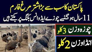 Ostriches Farming in Pakistan\\Biggest Ostriche Farm and Business