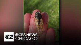 Another blue-eyed cicada found in Chicago's western suburbs