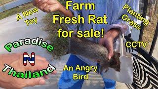 Farm Fresh Rat!