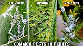 4 Most Common PESTS & Their Organic Treatment! (MASTERING GUIDE*)