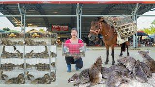 Catch Many Field Mice With Nets Goes To Market Sell - Use Horse To Carry Field Mice