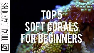 Top 5 Corals for Beginners: Soft Coral Edition